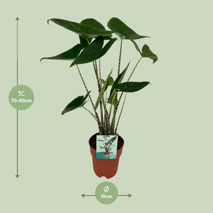 Everspring kamerplant met grote groene bladeren in een pot van 19 cm, hoogte circa 70 tot 80 cm