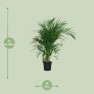 Everspring bamboe palm kopen plant hoogte 90-100 cm diameter 19 cm in zwarte pot