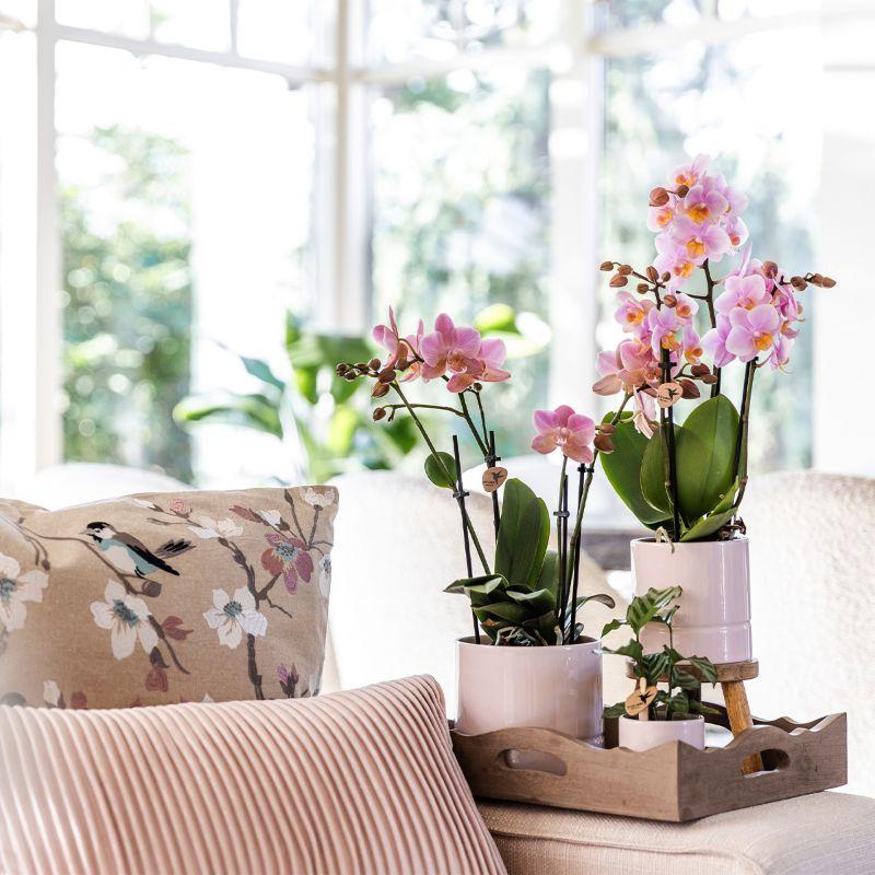 Roze Phalaenopsis-orchidee in witte potten van Everspring op houten dienblad in lichte woonkamer