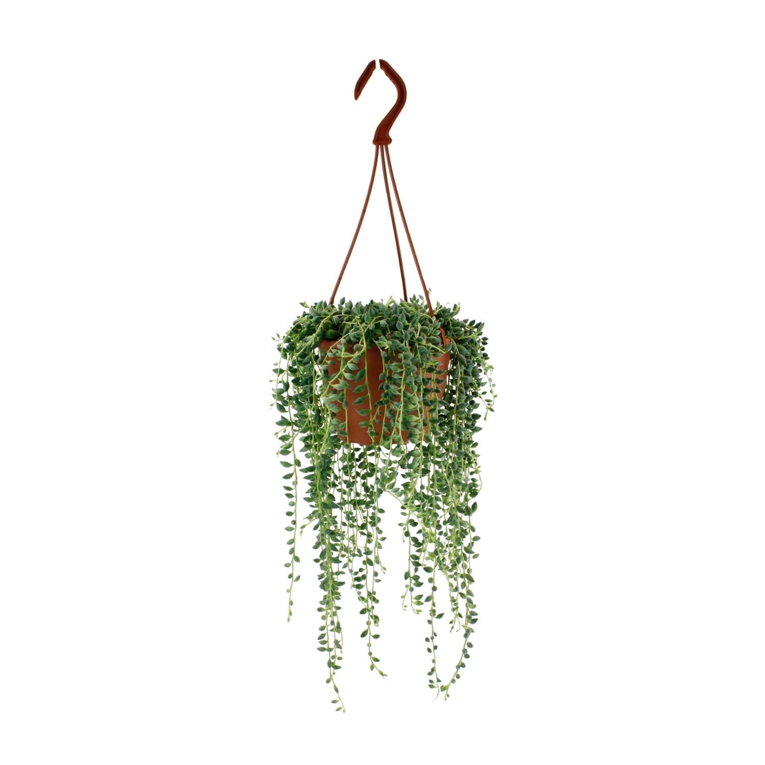 Everspring hangplant met groene bladeren in een terracotta pot ideaal voor decoratie