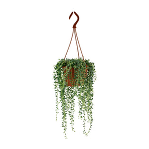 Everspring hangplant met groene bladeren in een terracotta pot ideaal voor decoratie