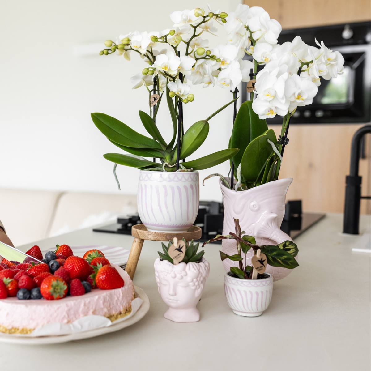 Granada sierpot roze van Everspring met witte orchideeën en andere planten op een keukenblad