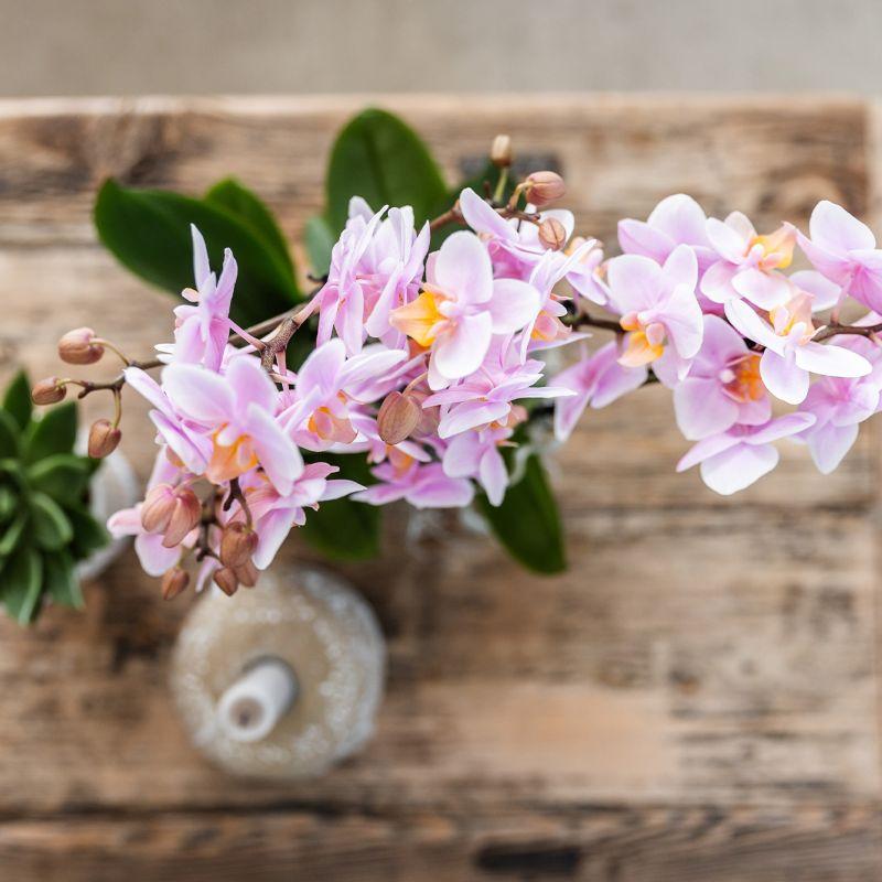 Roze Phalaenopsis-orchidee plant van Everspring met delicate bloemen in een glazen vaas