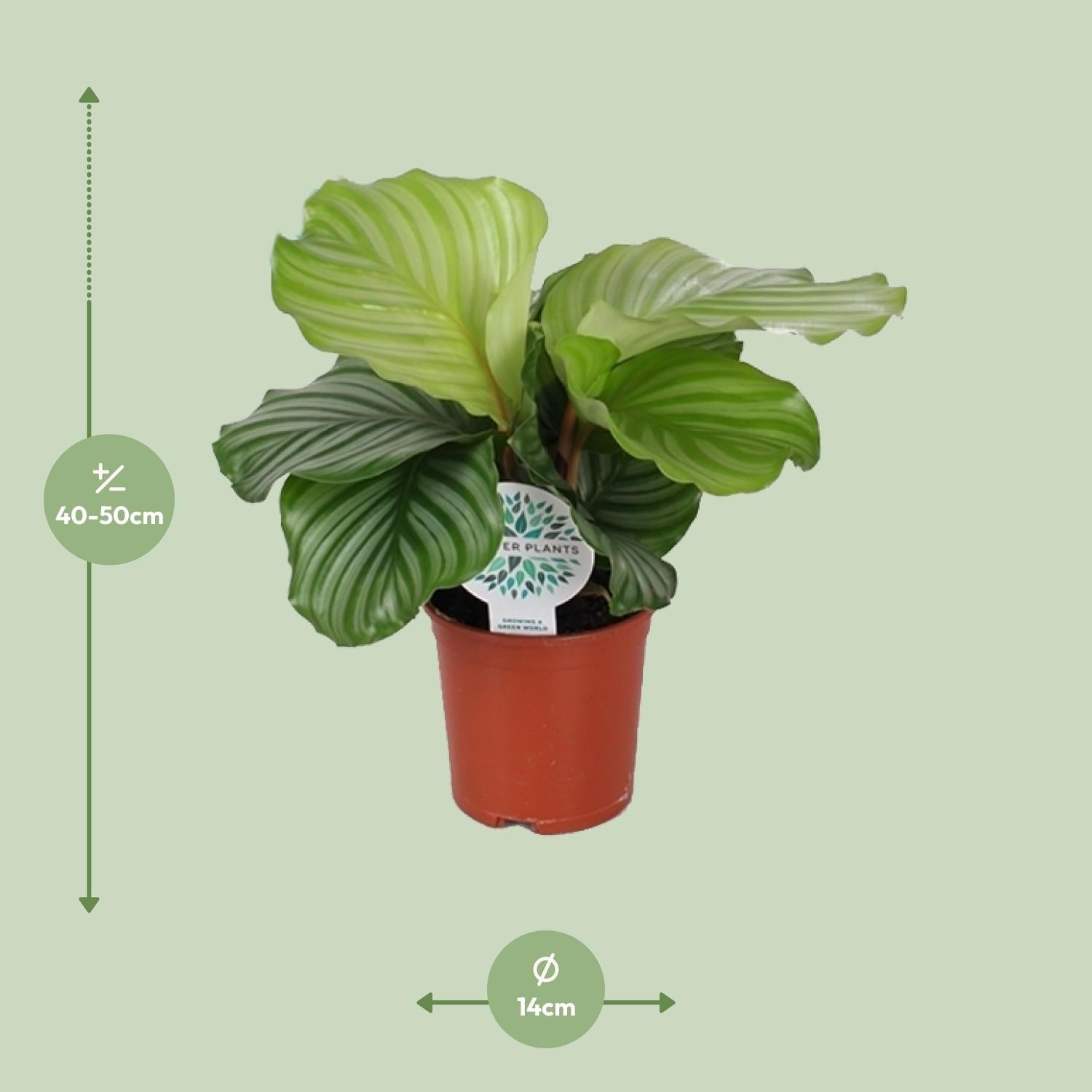Calathea Orbifolia kopen kamerplant met grote groene bladeren in pot van Everspring