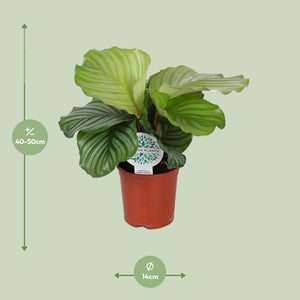 Calathea Orbifolia kopen kamerplant met grote groene bladeren in pot van Everspring