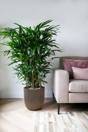 Groene plant in een Capi sierpot warm taupe pot naast een beige bank in een lichte woonkamer