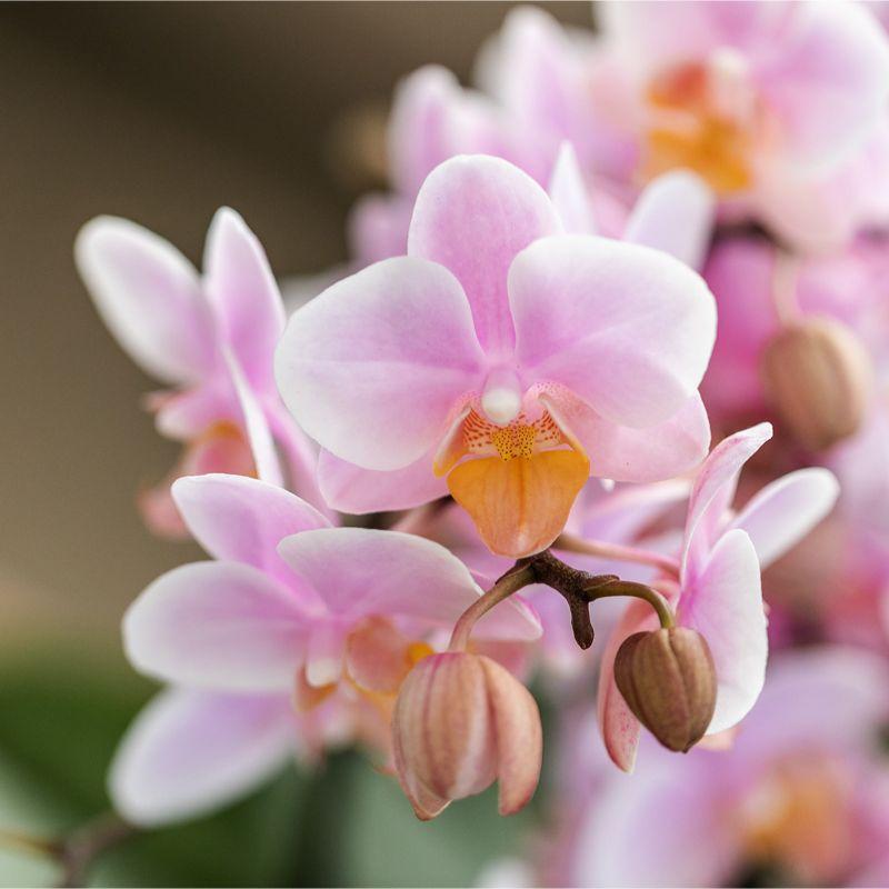 Close-up van een roze Phalaenopsis-orchidee plant met delicate bloemen van Everspring