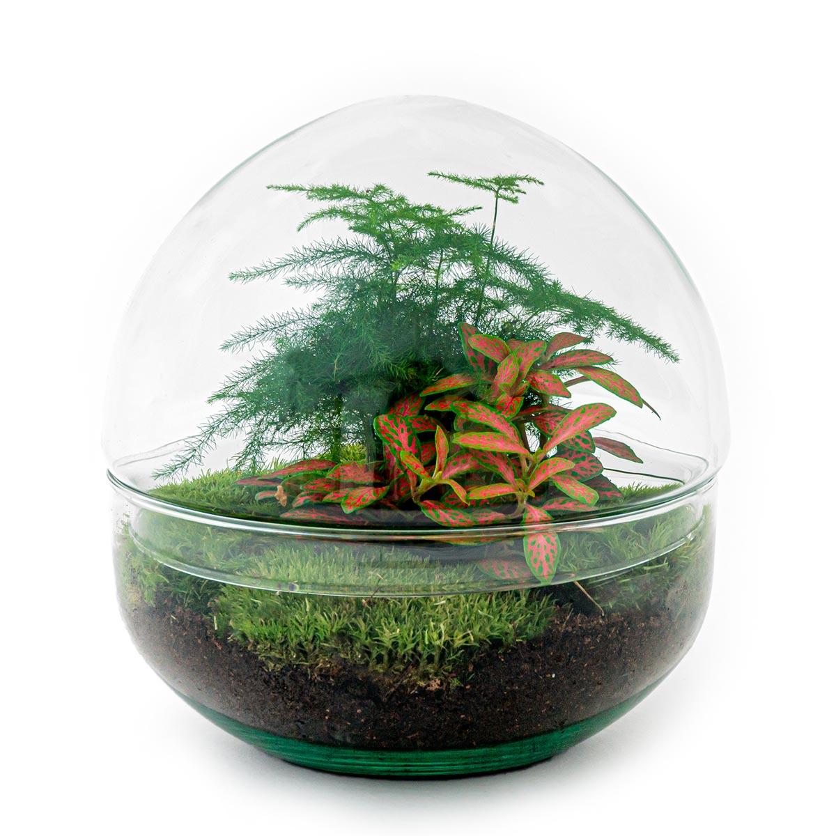 Everspring transparant glazen bol met groene planten DIY terrarium kopen