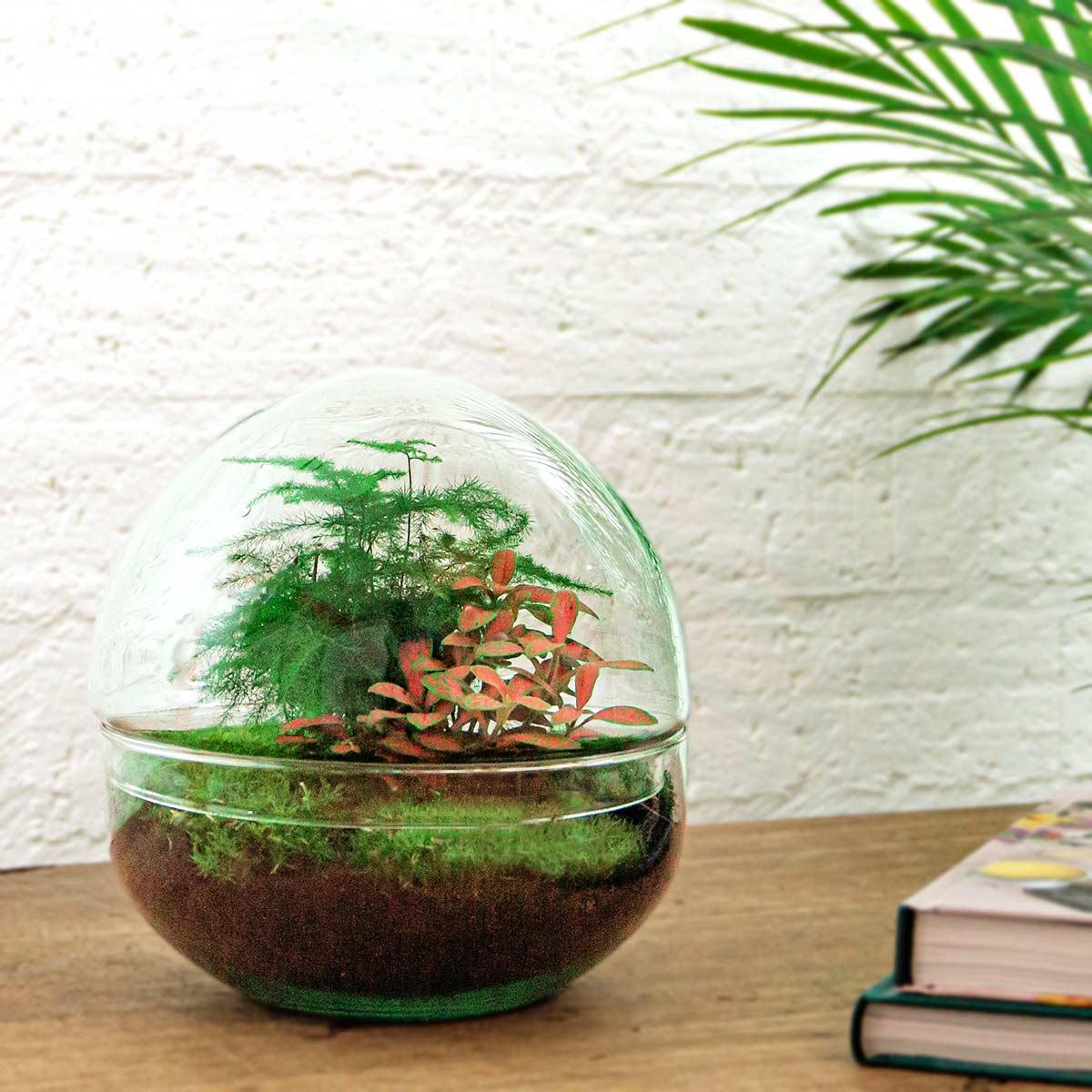 Everspring plant in glazen terrarium met groene en rode bladeren voor DIY terrarium kopen