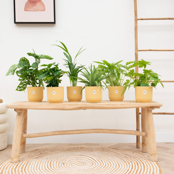 Everspring gele plantenpotten met groene kamerplanten op houten bank in lichte kamer