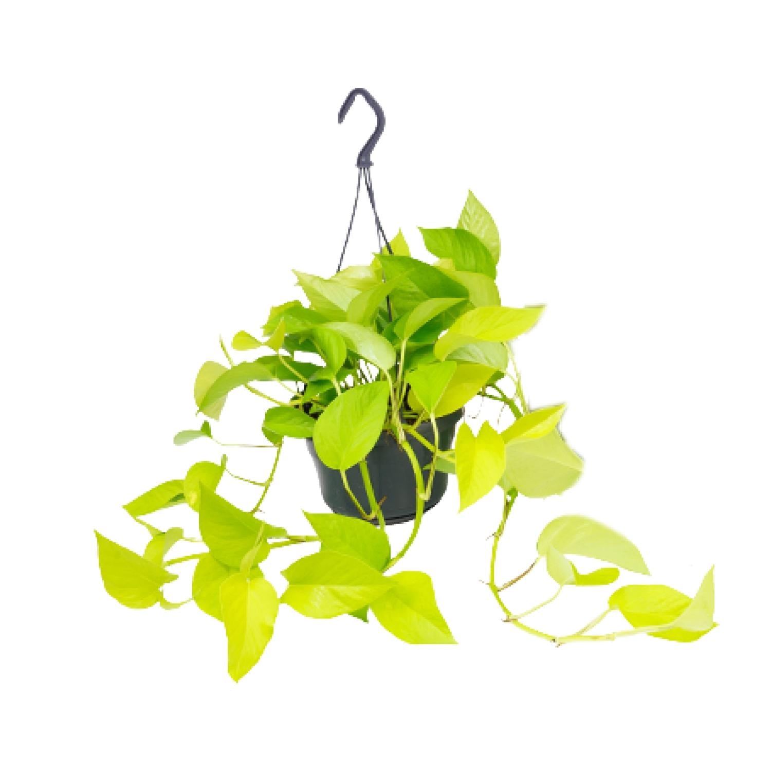 Epipremnum Golden Pothos kopen hangplant met heldergroene bladeren van Everspring
