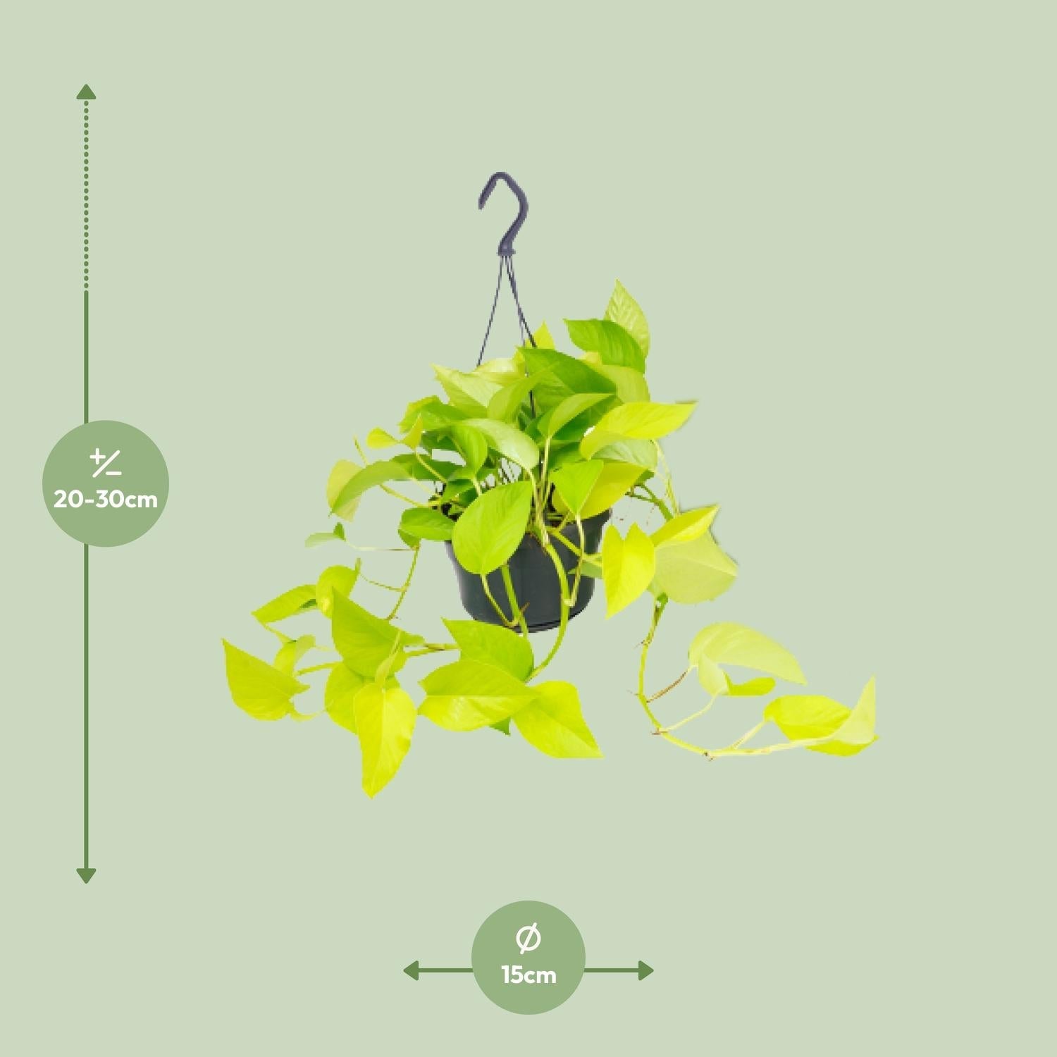Epipremnum Golden Pothos kopen hangplant met gele en groene bladeren in zwarte pot van Everspring