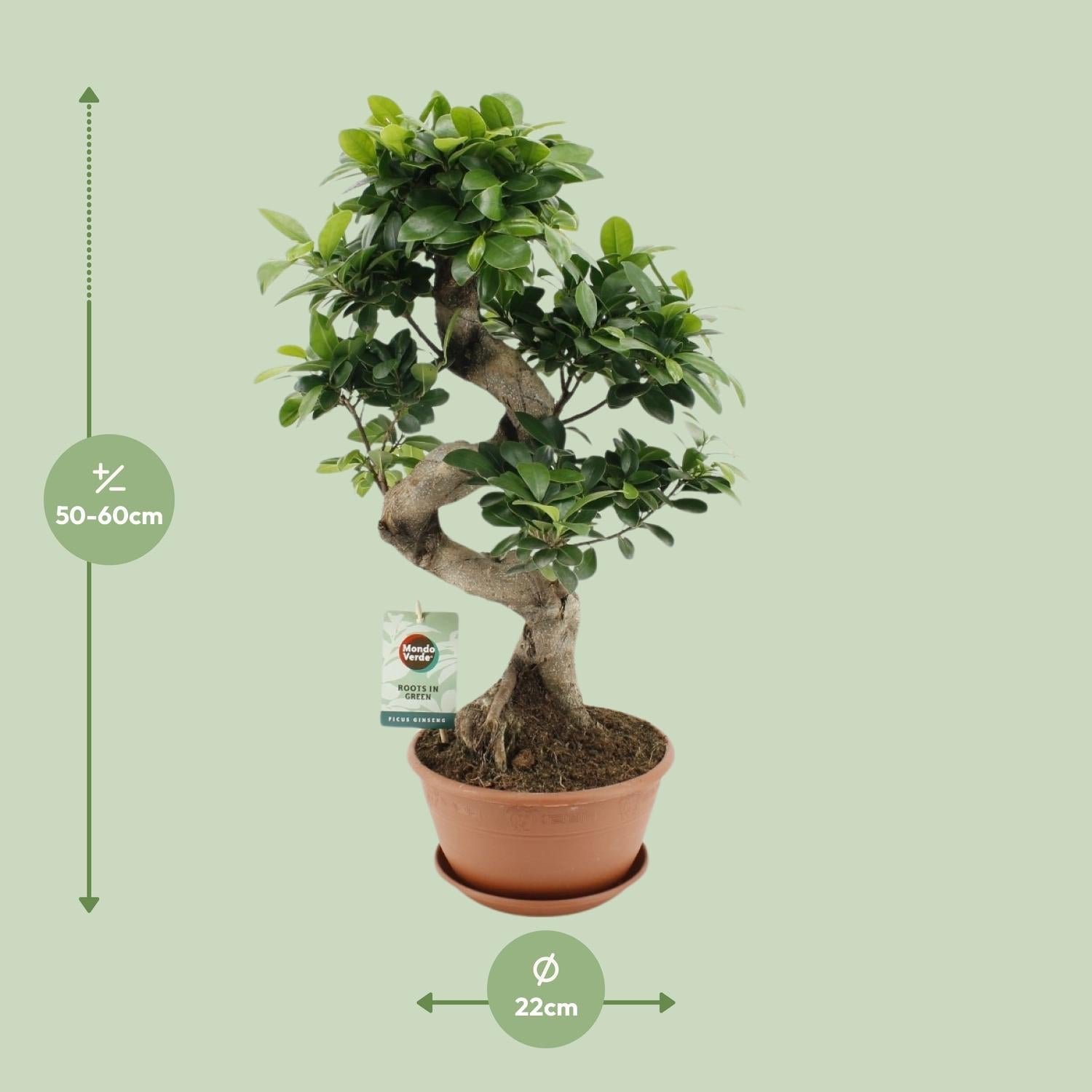 Ficus Ginseng kopen Everspring bonsaiboom in pot 50-60 cm hoog met groene bladeren
