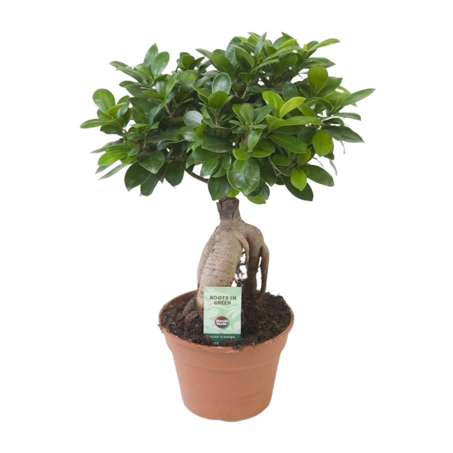 Ficus Ginseng kopen bij Everspring in terracotta pot met volle groene bladeren
