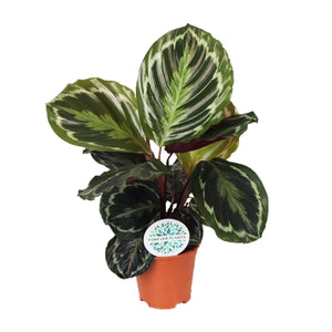 Everspring kamerplant met grote groene bladeren in terracotta pot voor binnenhuisdecoratie