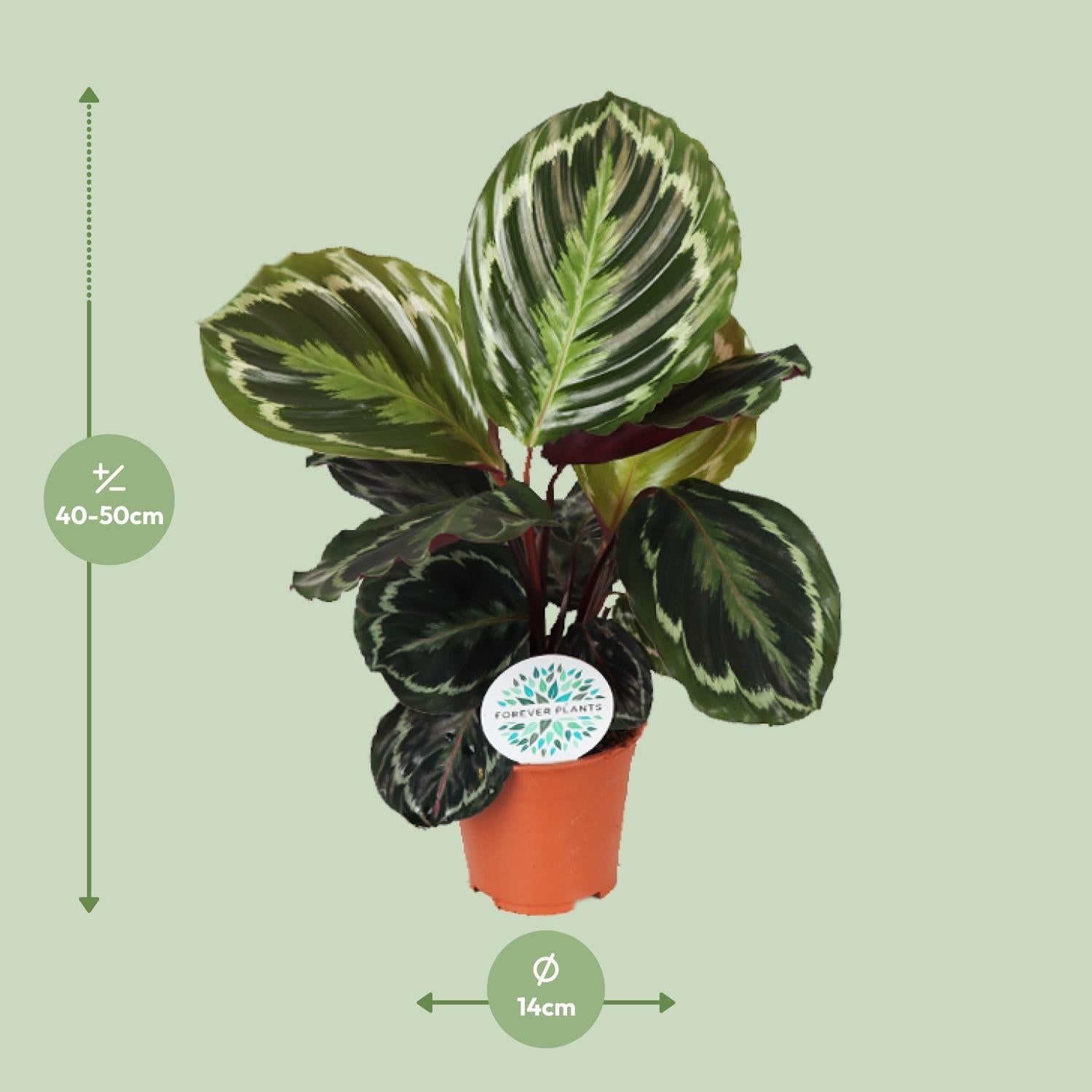 Everspring plant met groene en witte bladeren in een terracotta pot van 14 cm diameter