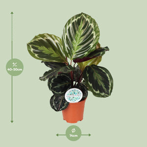 Everspring plant met groene en witte bladeren in een terracotta pot van 14 cm diameter
