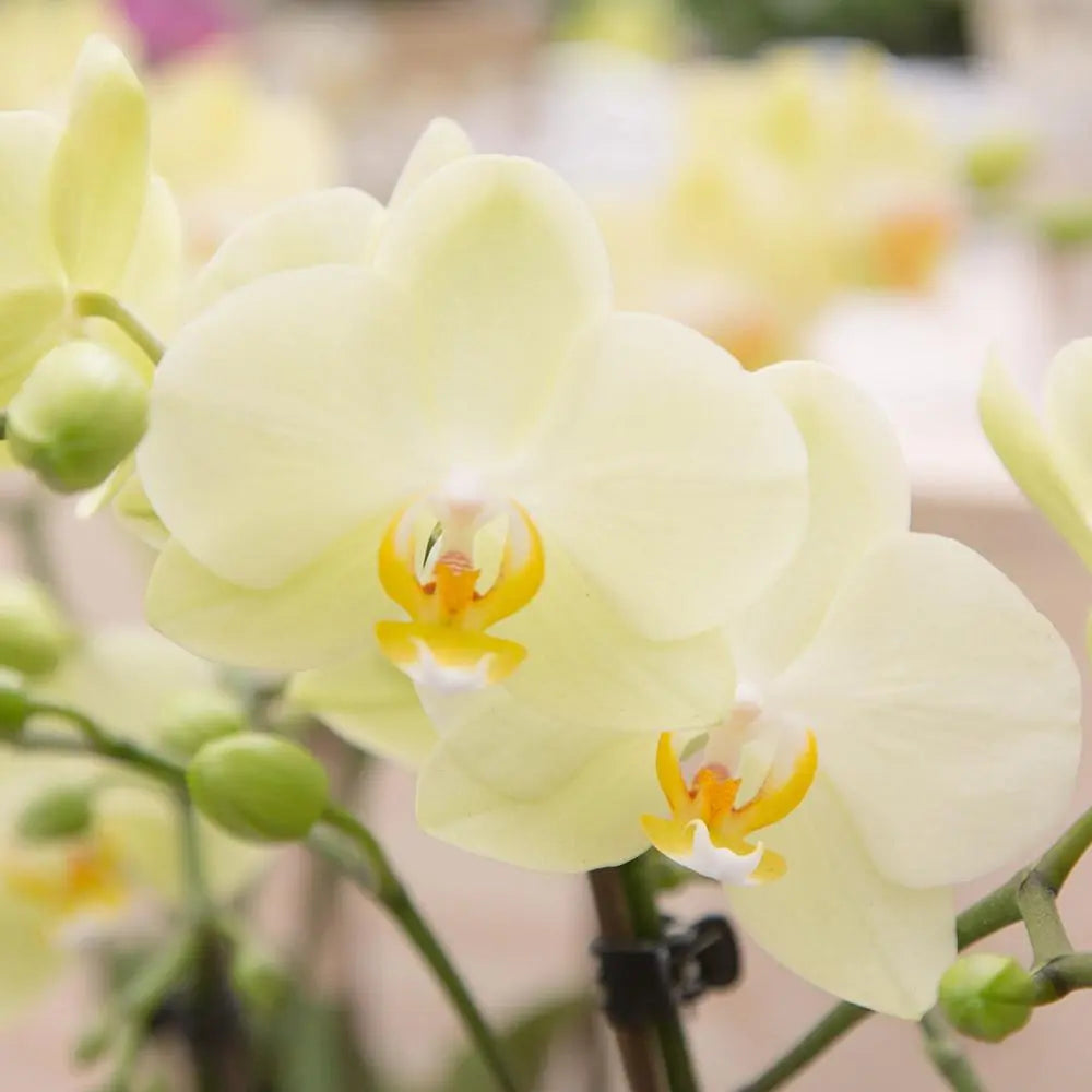 Gele phalaenopsis orchidee kopen van Everspring met delicate bloemen en groene knoppen