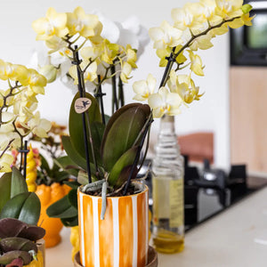 Everspring gele phalaenopsis orchidee kopen in oranje gestreepte bloempot op keukenblad