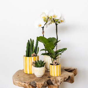 Set van gele sierpotten van Everspring met diverse groene planten en witte orchideeën op houten tafel