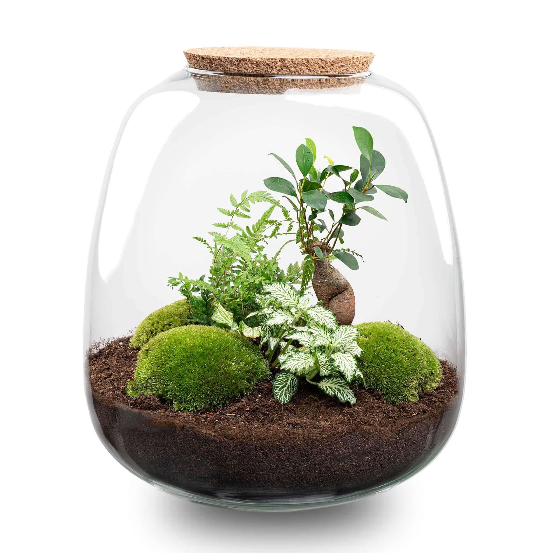 Everspring plantenterrarium met groene varens en mos in glazen pot met kurk deksel