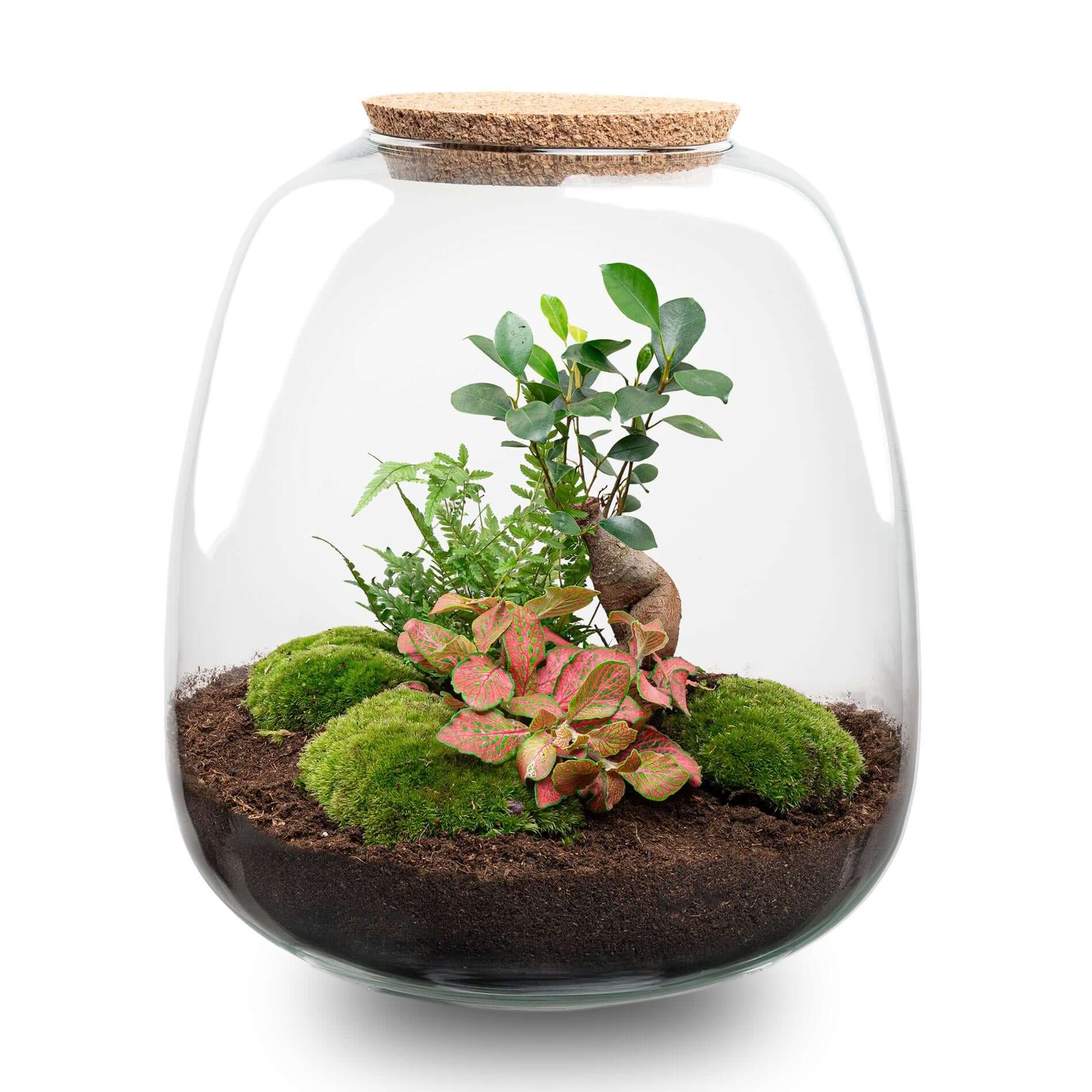 Everspring plantenterrarium met groen mos, diverse planten en kurken deksel in glazen pot