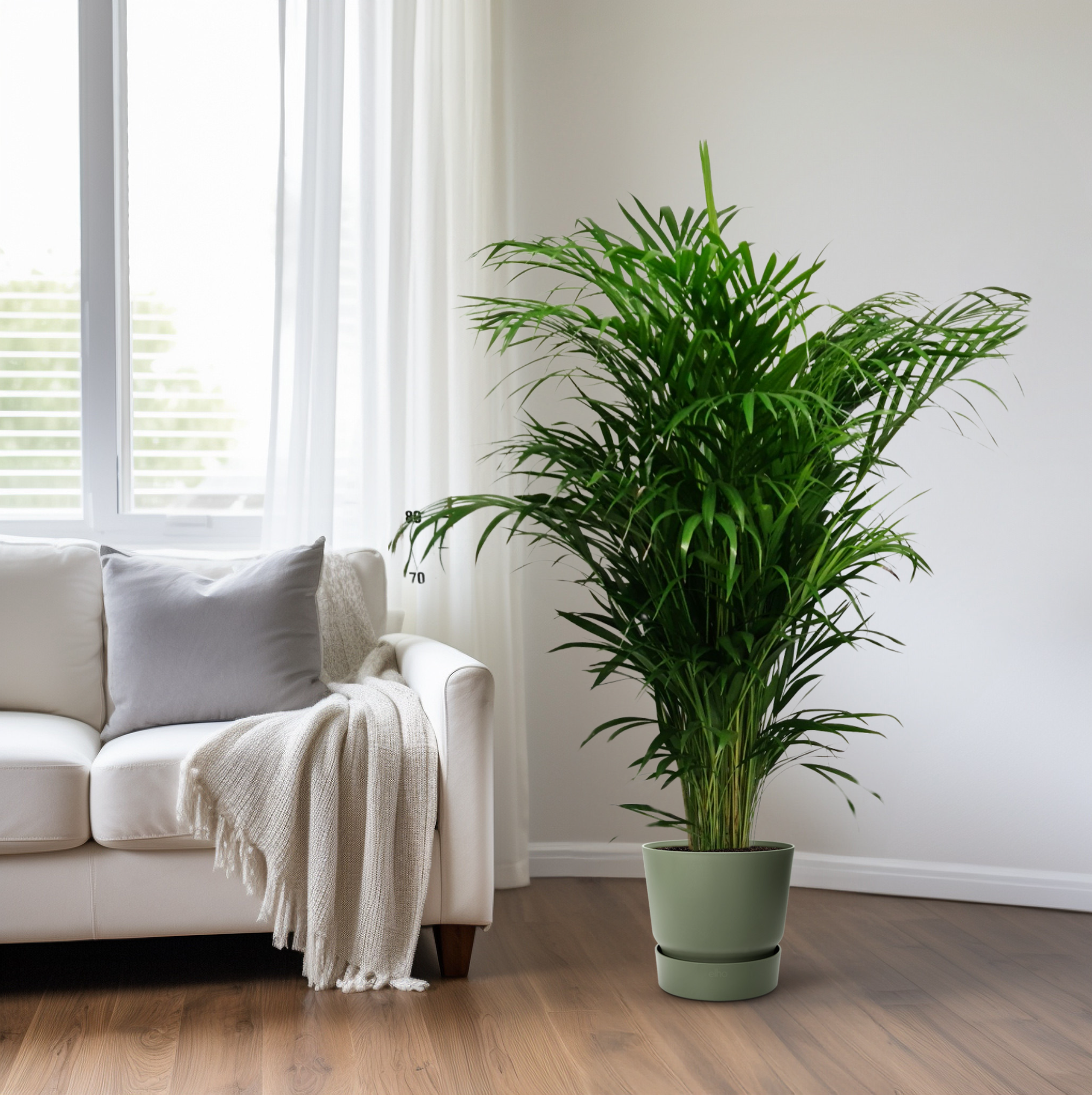 Goudpalm kopen bij Everspring, grote groene kamerplant in pot naast witte bank in woonkamer
