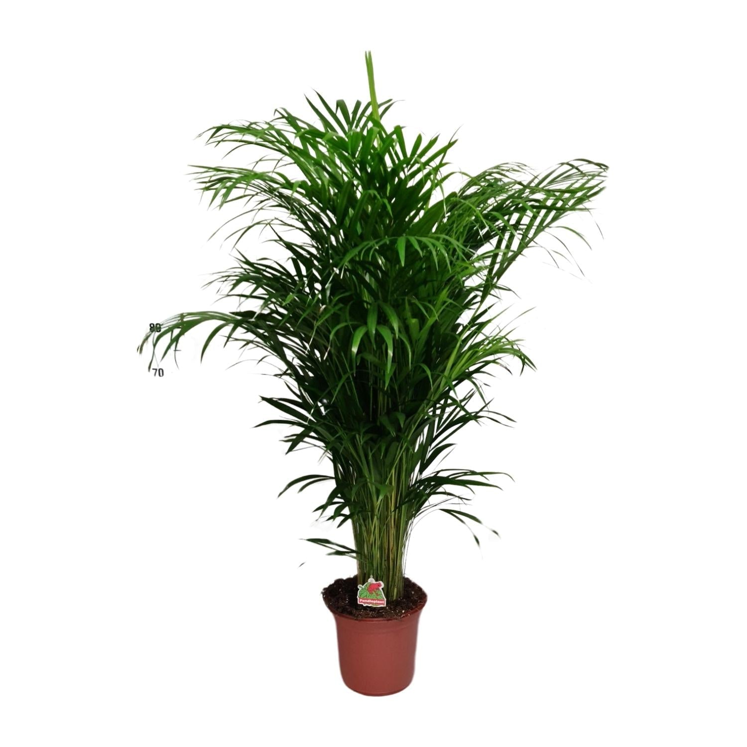 Everspring goudpalm kopen met weelderige groene bladeren in bruine pot voor binnenhuisdecoratie