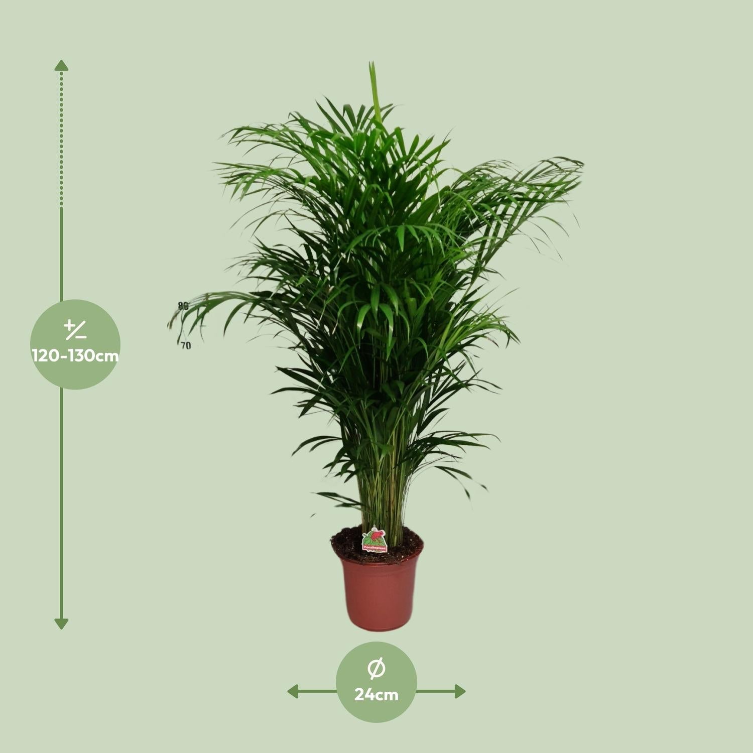 Goudpalm kopen van Everspring in pot van 24 cm hoogte 120-130 cm groene kamerplant