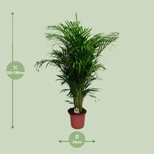 Goudpalm kopen van Everspring in pot van 24 cm hoogte 120-130 cm groene kamerplant