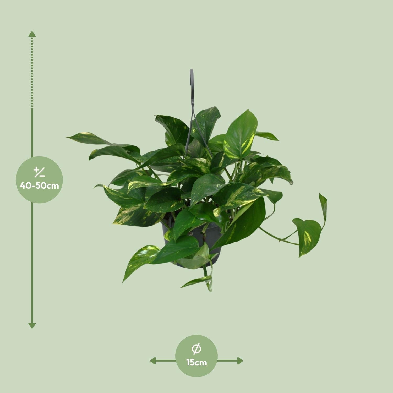 Everspring hangplant met groene bladeren van 40 tot 50 cm hoog en potdiameter van 15 cm