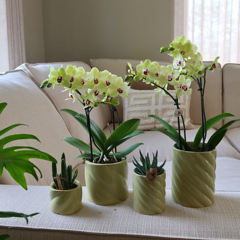 Everspring groene hoge sierpot met golvend patroon geschikt voor kamerplanten en orchideeën