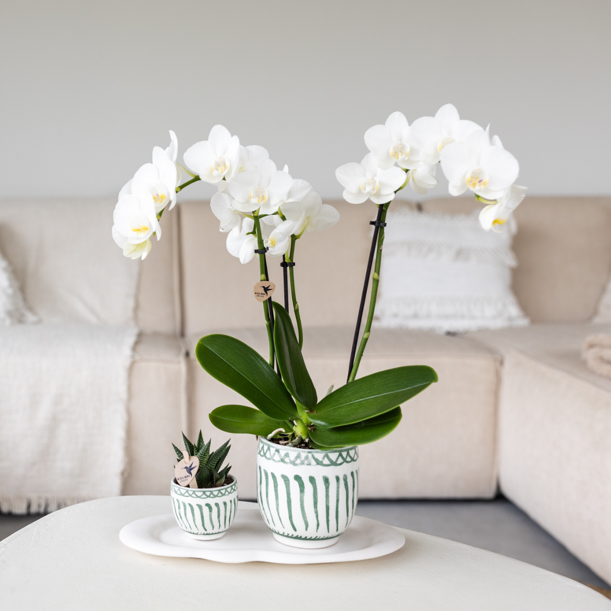 Everspring groene sierpot kopen met witte orchidee en vetplant voor stijlvolle binnenhuisdecoratie