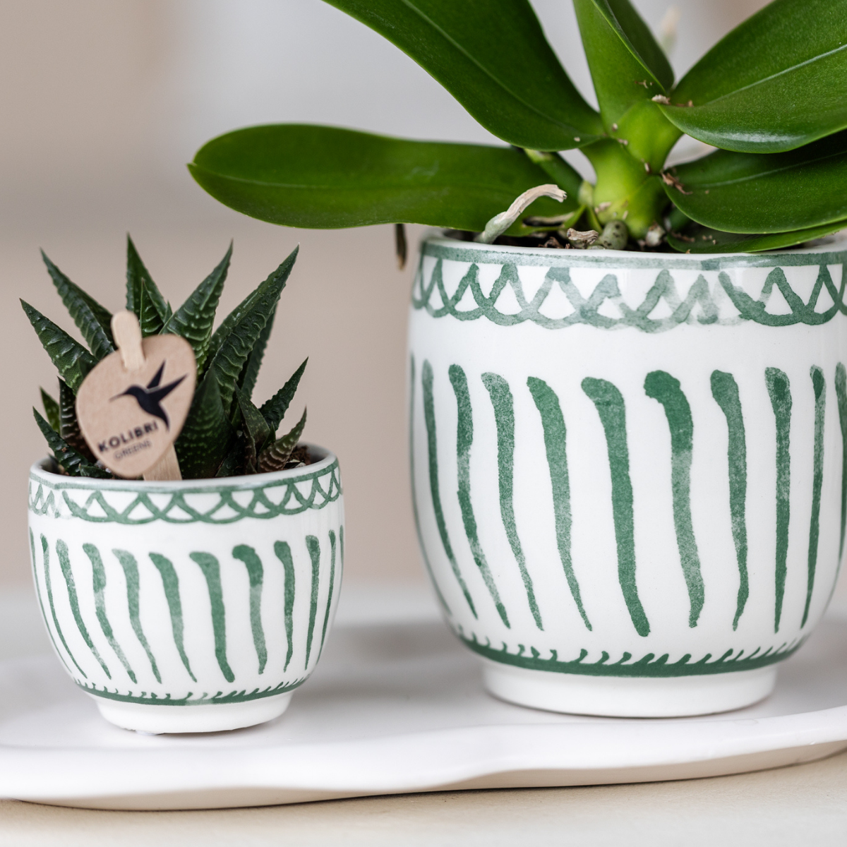 Everspring groene sierpot kopen met witgroene strepen en decoratieve rand voor planten