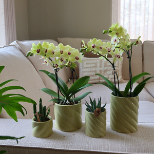 Groene sierpot met glans van Everspring in verschillende maten met bloemen en planten
