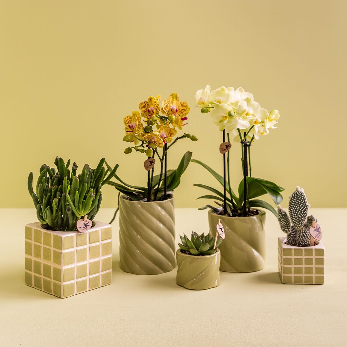 Groene sierpot met glans van Everspring in verschillende vormen met diverse planten erop