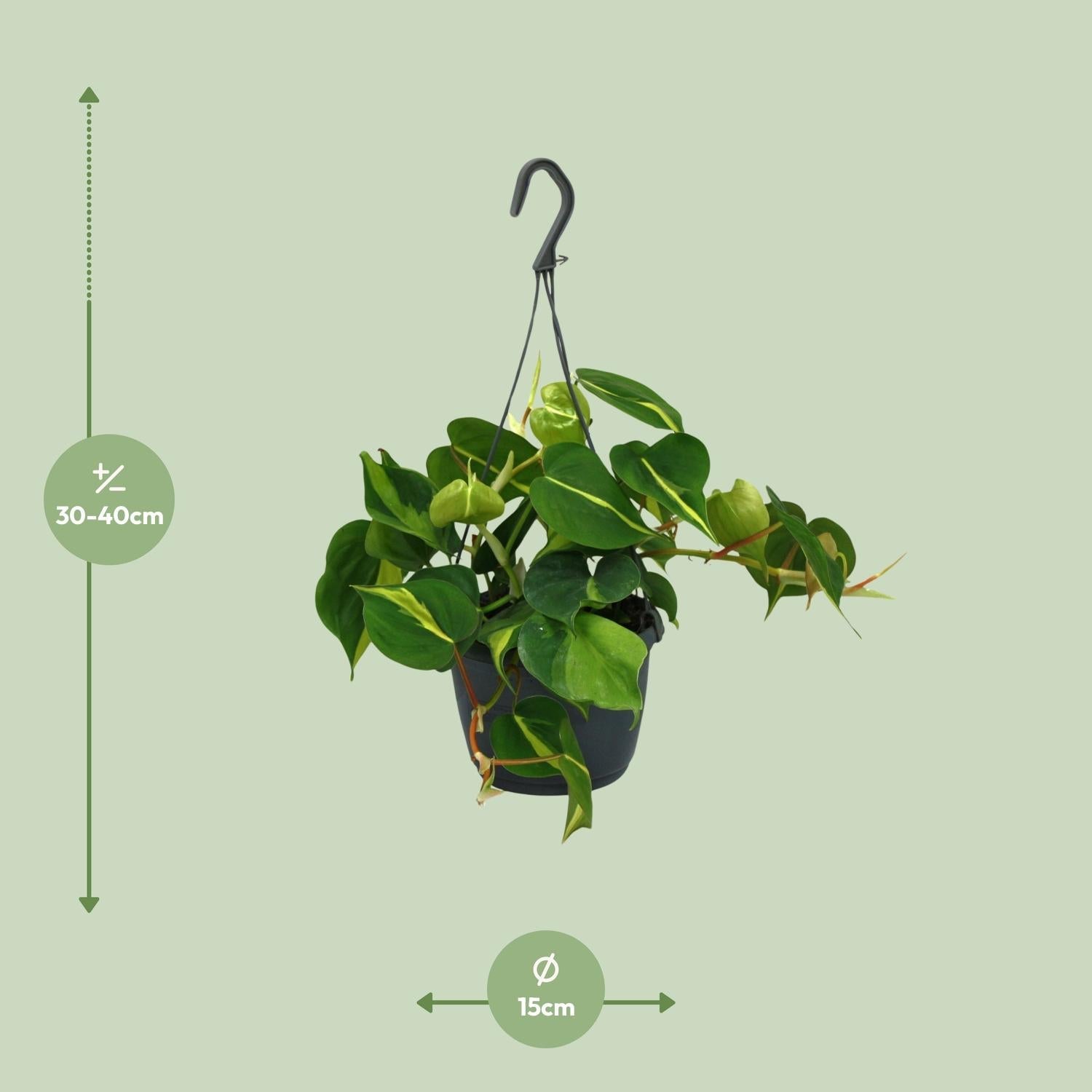Everspring hangplant met groene bladeren in een zwarte pot van 15 cm en hoogte 30 tot 40 cm
