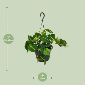 Everspring hangplant met groene bladeren in een zwarte pot van 15 cm en hoogte 30 tot 40 cm