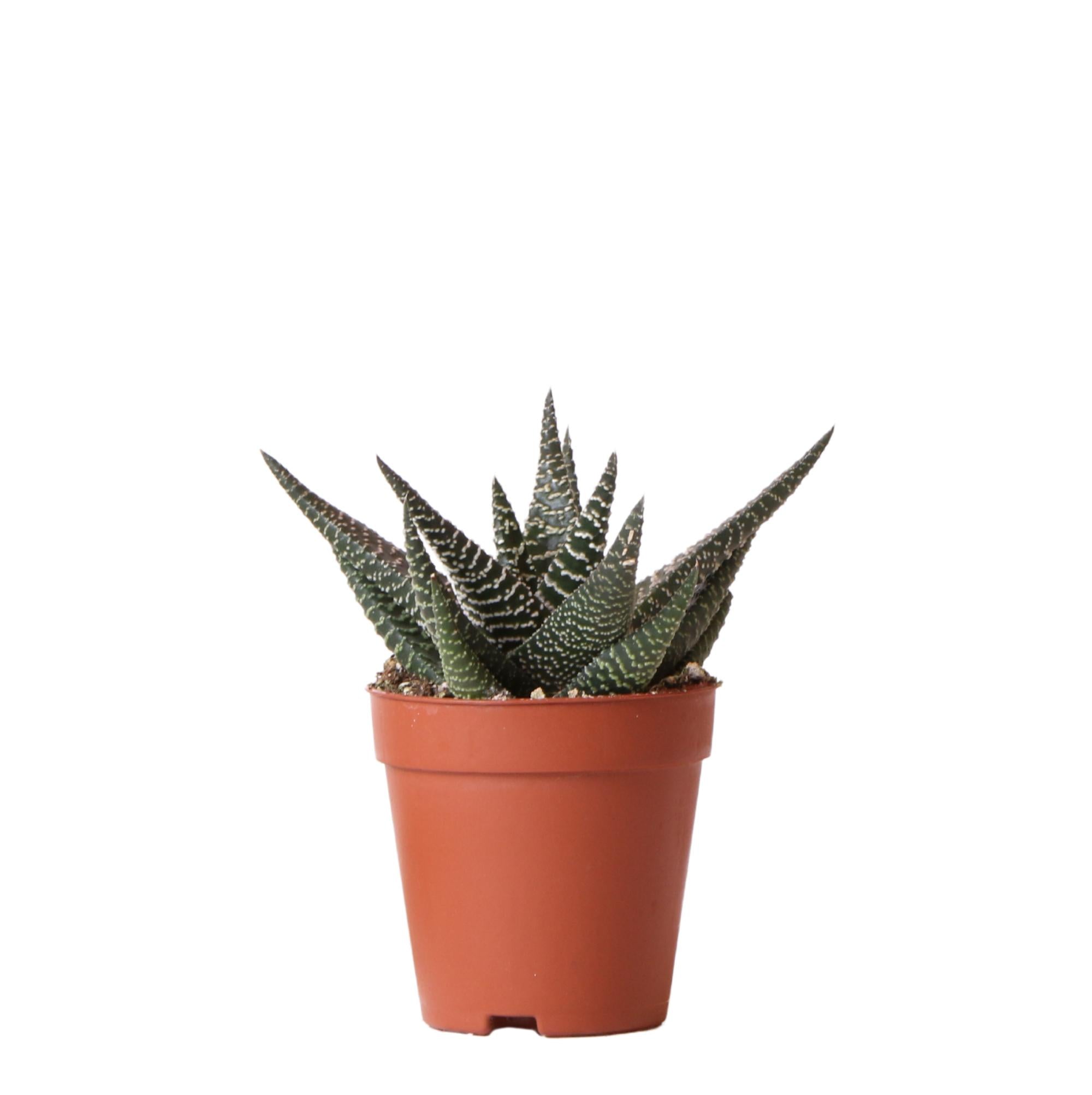 Everspring vetplant in terracotta pot met stekelige groene bladeren en witte strepen