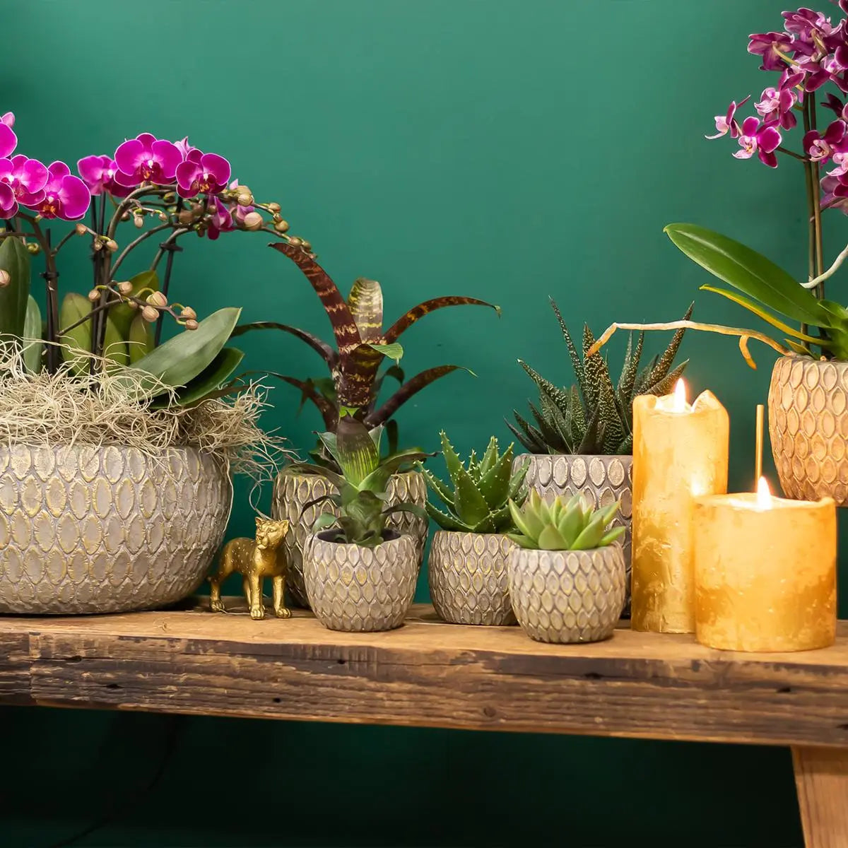 Everspring kamerplanten in decoratieve potten op houten plank naast brandende kaarsen