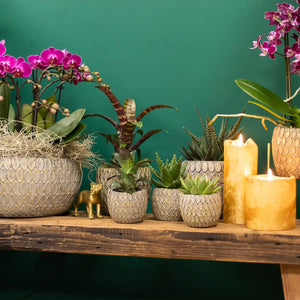 Everspring kamerplanten in decoratieve potten op houten plank naast brandende kaarsen