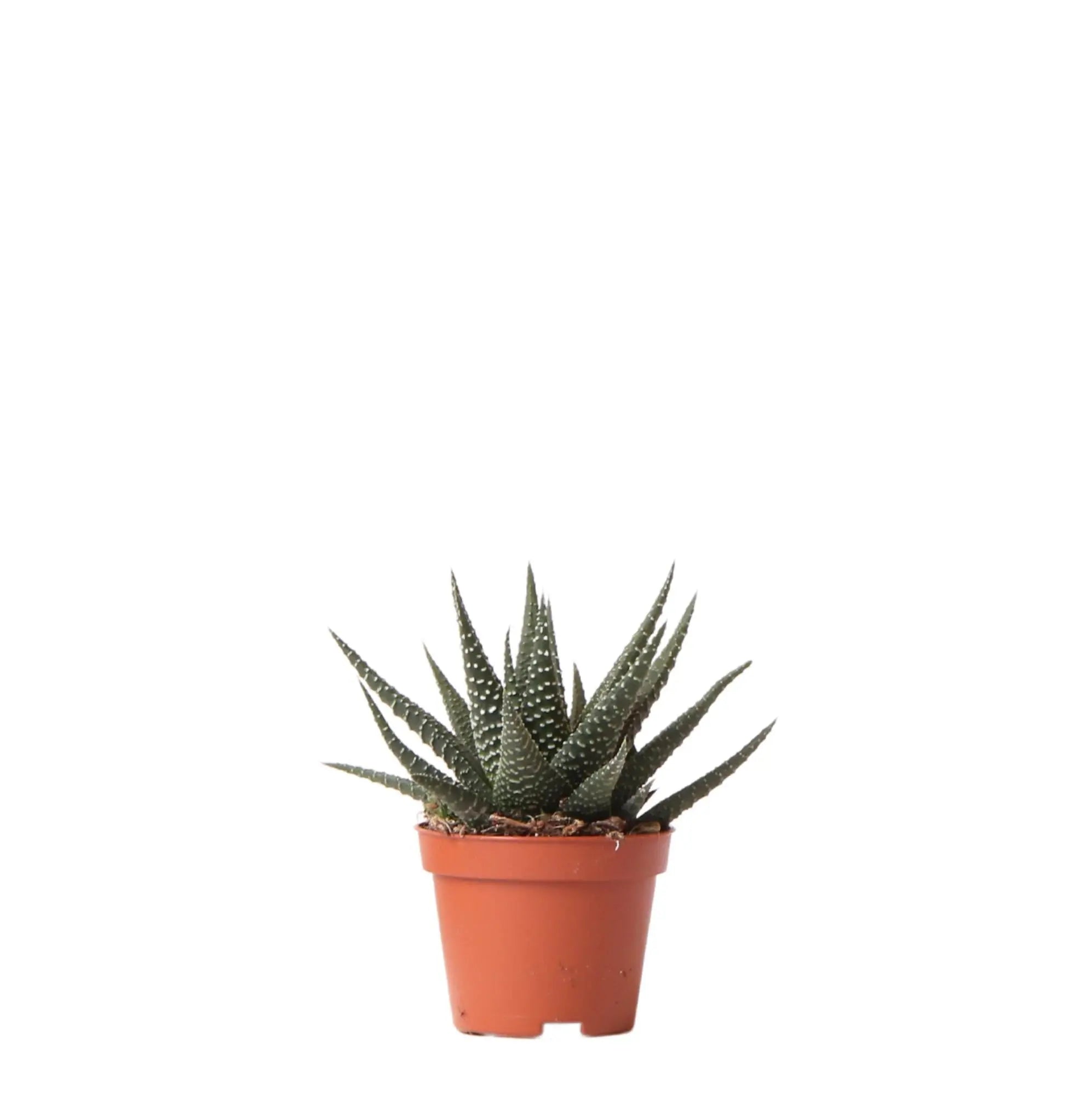Everspring vetplant in kleine terracotta pot met donkergroene lancetvormige bladeren