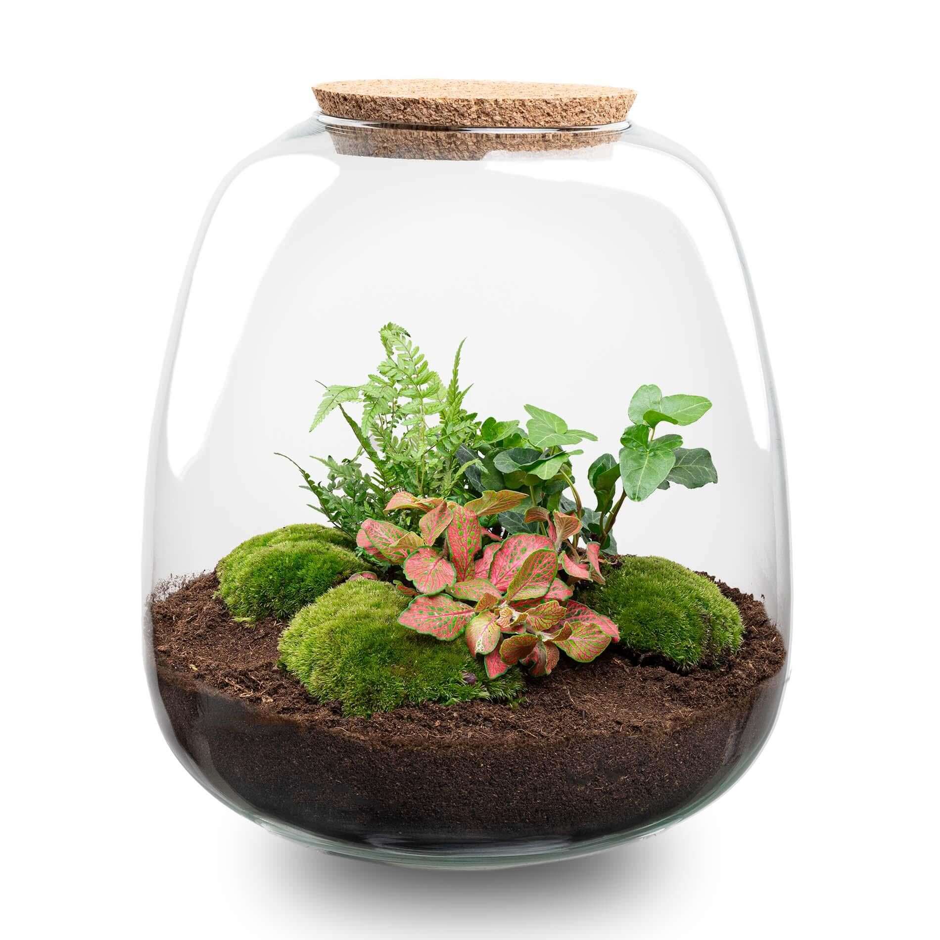 Everspring plantenterrarium met verschillende groene planten en mos perfect voor DIY terrarium maken