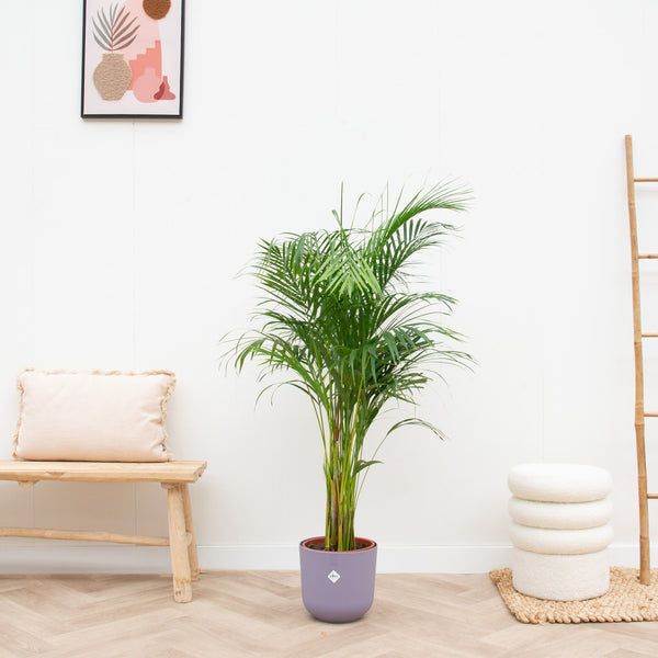 Everspring jazz round sierpot lavendel met groene kamerplant in een moderne woonkamer