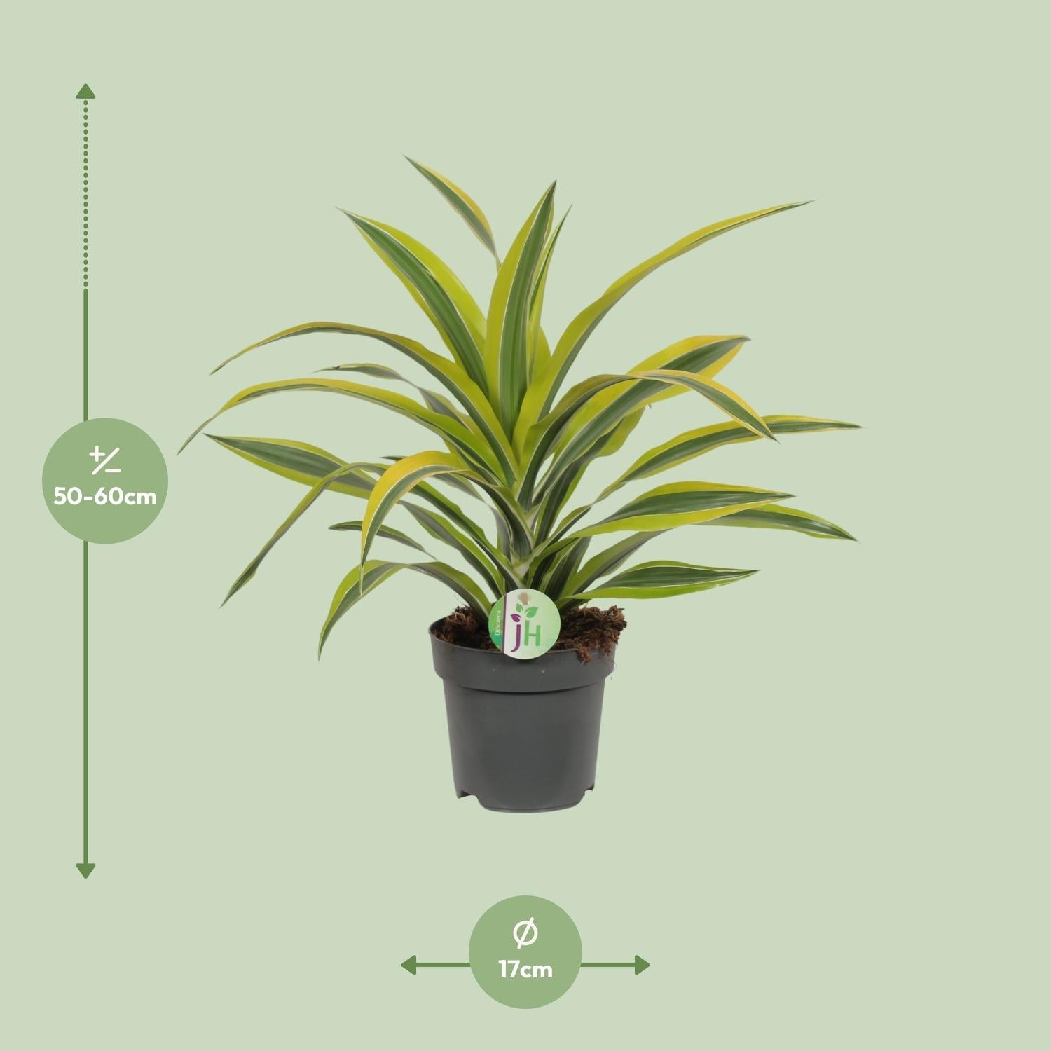 Everspring plant in zwarte pot met groene en gele bladeren, hoogte 50-60 cm en diameter 17 cm