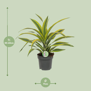 Everspring plant in zwarte pot met groene en gele bladeren, hoogte 50-60 cm en diameter 17 cm