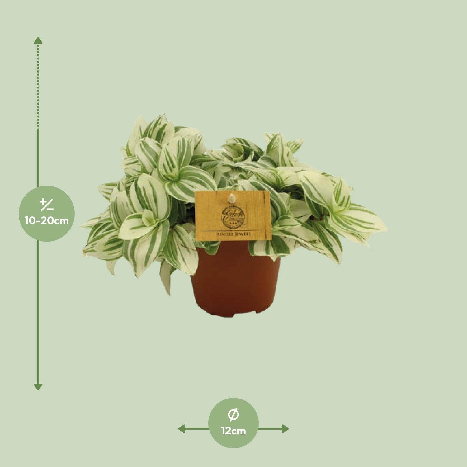 Everspring groene kamerplant met witte strepen in pot van 12 cm voor binnenhuisdecoratie