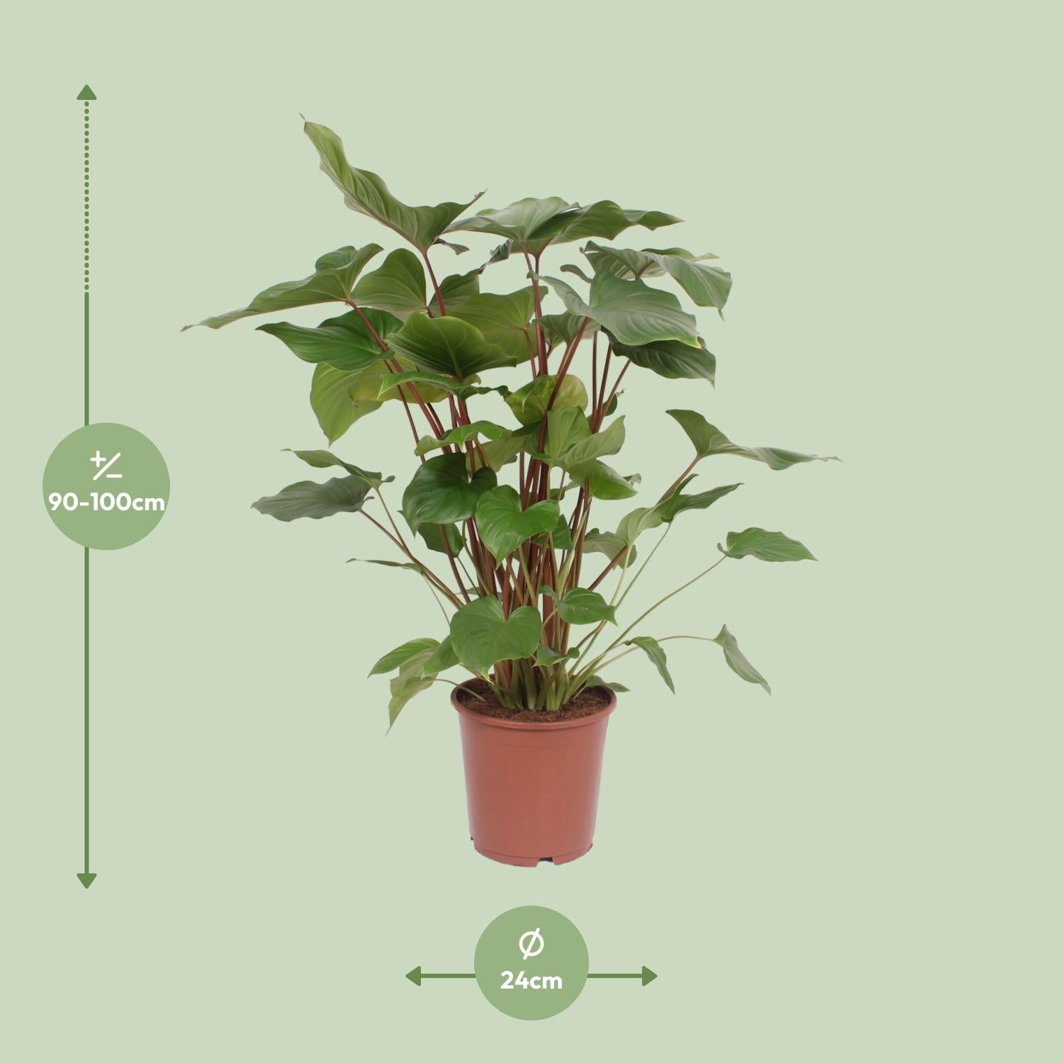 Everspring groene kamerplant in bruine pot van 24 cm breed en 90-100 cm hoog