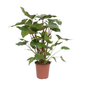 Everspring groene kamerplant met grote bladeren in bruine pot voor binnenhuisdecoratie