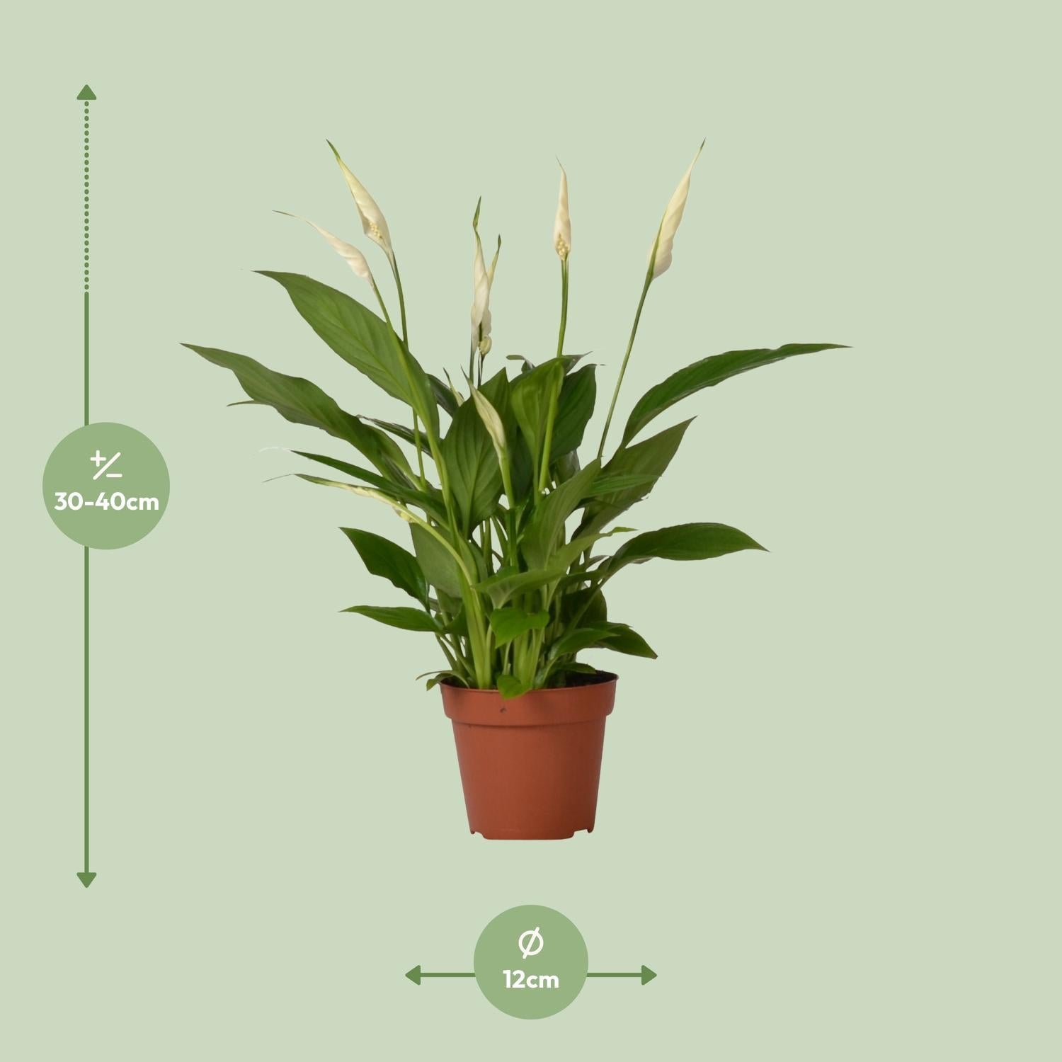 Everspring vredeslelie kamerplant in bruine pot met bladeren en witte bloemen van 30 tot 40 cm hoog